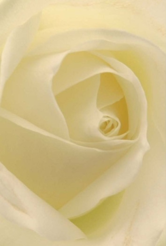 Drawn close to this white rose, you discover a vision of tranquility-an intricate dance of layered petals, unfolding in a calm spiral that reflects the gentle rhythm of life in Addington. Creamy whites blend seamlessly with soft ivory undertones, each petal illuminated from within, as if touched by the diffuse, gentle sunlight that bathes neighbourhood gardens near Featherbed Lane. Shadows fall lightly, accentuating the perfect symmetry of each curl and fold, inviting pause and contemplation. For a florist in Addington, this bloom embodies everything sincere and refined-a fitting centrepiece for a thoughtful apology, an elegant wedding arrangement, or a heartfelt remembrance shared within the community. The compositional harmony suggests quiet resilience and enduring purity, its fragrance airy and subtle-the scent that might greet you searching for peace in local green spaces. Every nuance in colour and texture, from the matte softness of the core to the near-translucence of the outer petals, speaks to the skilled hands that crafted it, as well as to the natural wonder behind such flawless design. This rose radiates serenity and understated grace, a timeless offering for any moment where heartfelt emotion needs a voice in Addington.